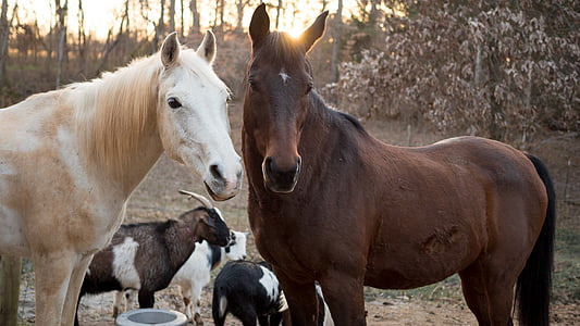 cavallo, capra, animale, azienda agricola, cavalli, animali-i temi, animali domestici