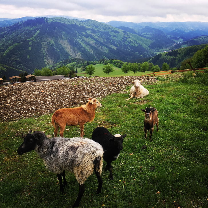 mountains, feast, goats, sheep, herd, nature, farm