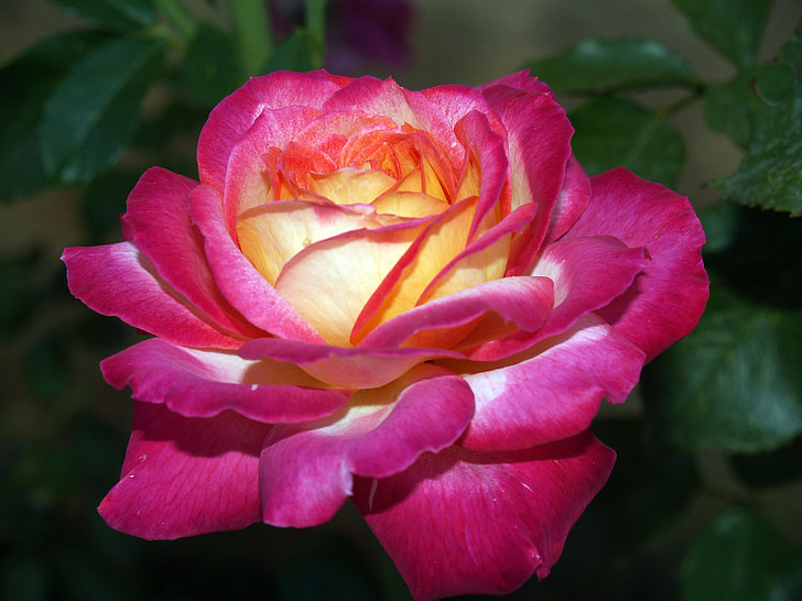 Rosa, bloem, roze, geel, contrast, voorgrond