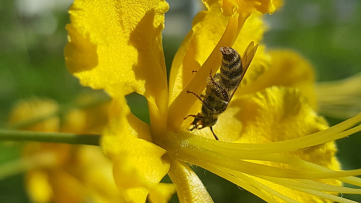 abeilles, fleur, insecte, jaune, printemps, floral