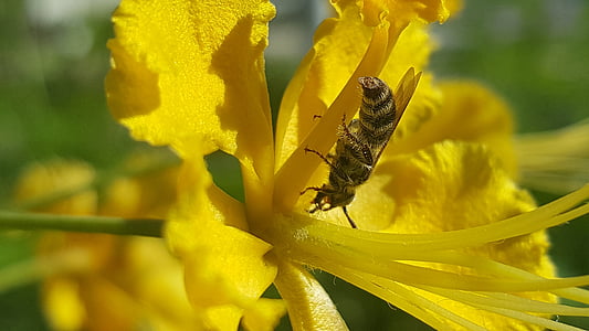 abejas, flor, insectos, amarillo, primavera, flores