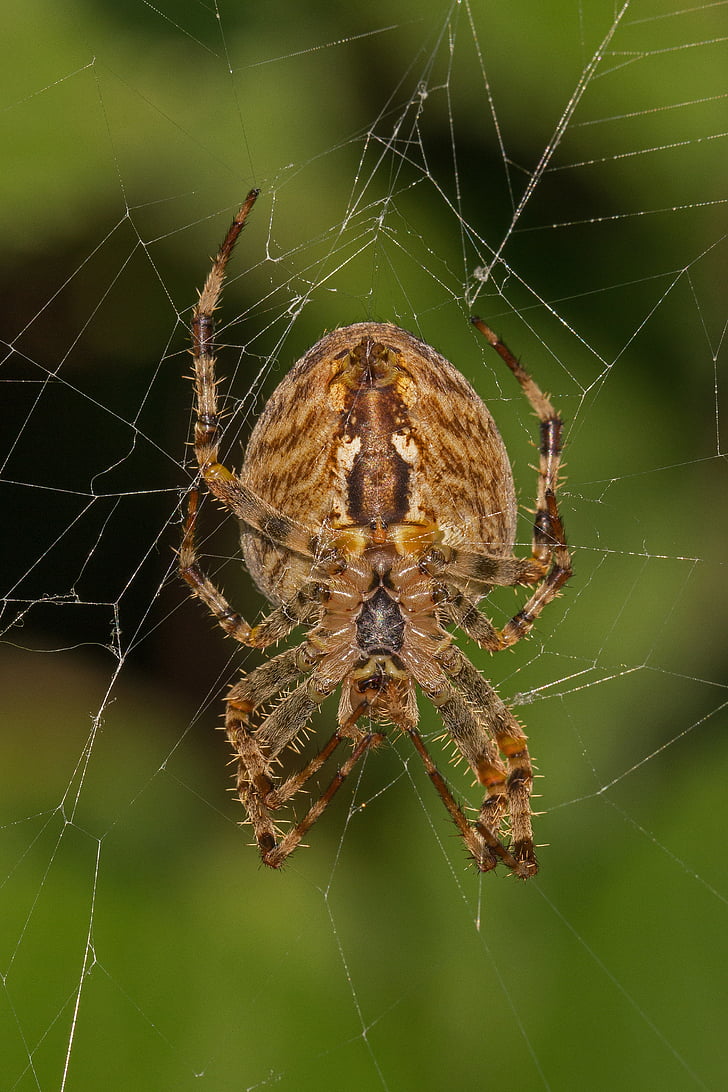 spider, arachnid, cobweb, macro, close, spider macro, roadside