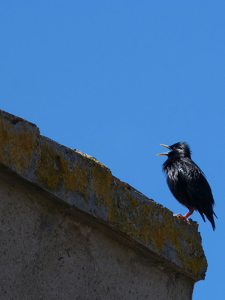 starling, bird singing, black bird, estornell, roof, sky