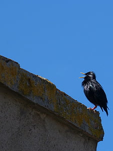 Starling, Kuş ötüşü, siyah kuş, estornell, çatı, gökyüzü