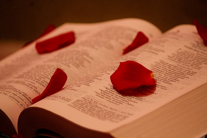 the scriptures, god, paper, rose petals, rose, book, bible