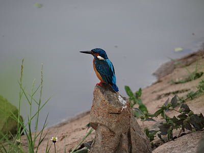 Martín pescador azul pequeño, Dharwad, sadhankeri, Martín pescador, flora y fauna, agua, naturaleza