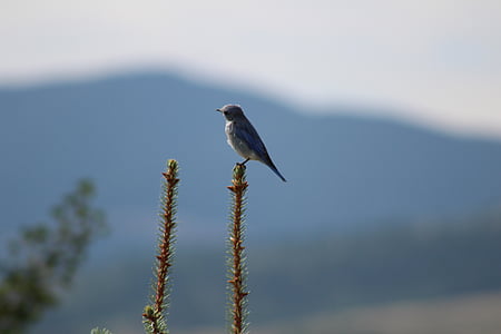 ptica, priroda, Montana