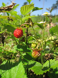 Fragaria vesca, Wilde Erdbeeren, Wald-Erdbeere, Alpine strawberry, Europäische Erdbeere, Erdbeere, Obst