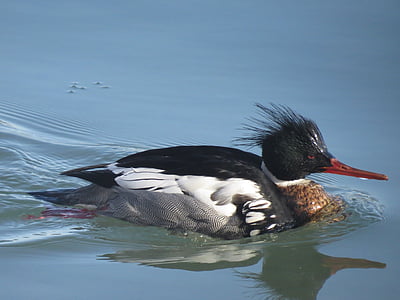 rød breasted merganser, Duck, fuglen, natur, dyreliv, svømming