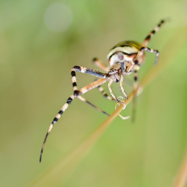 spin, Argiope 