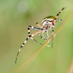 αράχνη, argiope σφήκα, αραχνοειδές έντομο, μακροεντολή, ζώο, έντομο, φύση