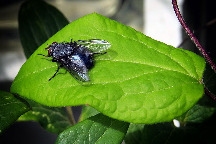 fly, insect, leaf, garden
