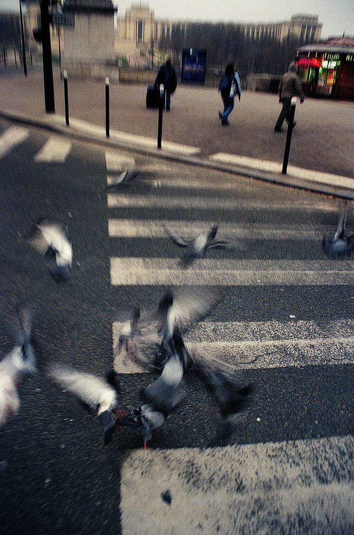 Flock, holuby, v blízkosti zariadenia:, Ulica, vták, vtáky, mesto