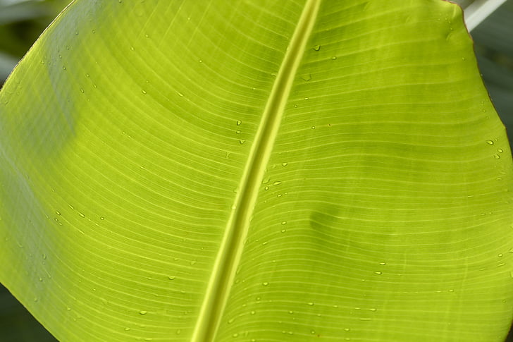 Banana, foglia, verde, albero di banana, macro, natura, colori