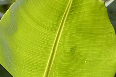banana, list, zelena, banana stablo, makronaredbe, priroda, boje