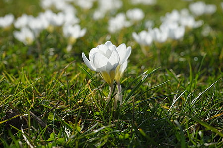 crocus, white, light, flower, spring, bühen, colorful