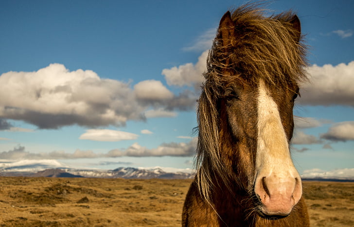 hest, Island, Portræt, dyr, natur, udendørs, pattedyr