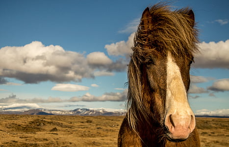 hobune, Island, portree, looma, loodus, Õues, imetaja