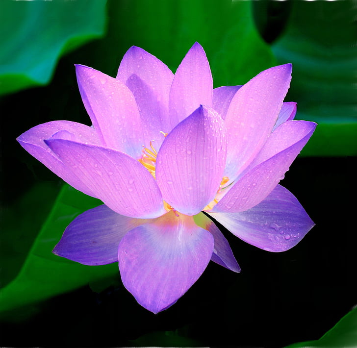 Purple, Lotus, fleur, fermer, photo, gros plan, rosée