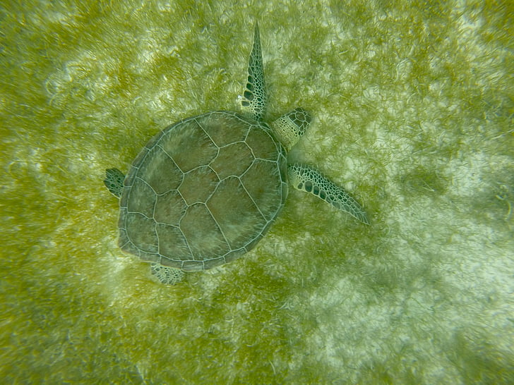 sköldpadda, Mexico, Karibien, Snorkel
