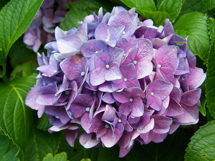 bluish-purple hydrangea, garden, summer flower, nature, plant, leaf, purple