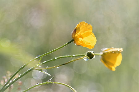 Buttercup, květ, Wild flower, tráva, louka, dešťová kapka, Příroda