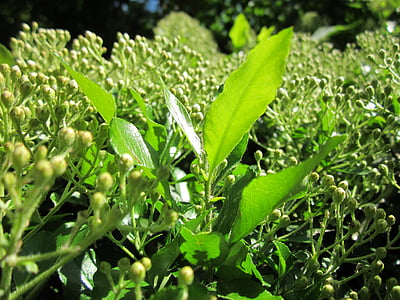 pyracantha coccinea, firethorn, busk, treet, botanikk, Flora, arter