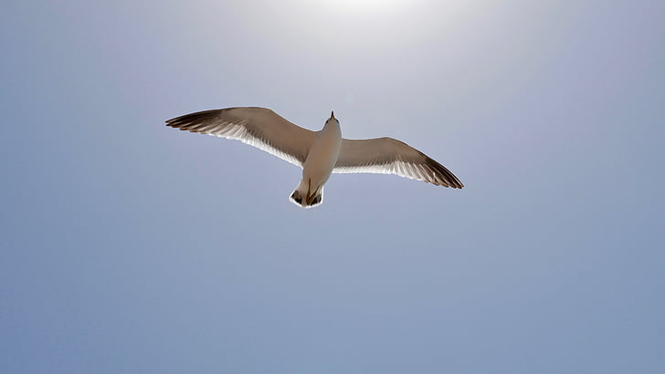 Seagull, havet, Sky