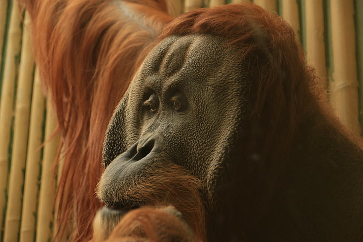 Orang utan, opic Statého světa, opice, primáti, APE, Zoo, dlouhé vlasy