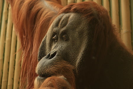 orangutana podizanju, majmuni starog svijeta, majmun, primata, majmun, Zoološki vrt, duga kosa