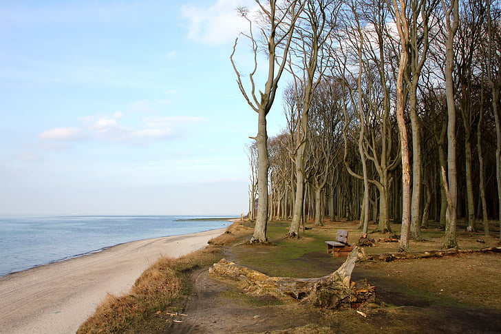 mar, Playa, bosque, amplia, árbol, árboles, Mar Báltico