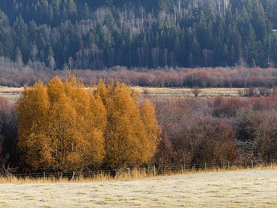 rudenį, rudenį, medžiai, geltona, spalvoti, kraštovaizdžio, peizažas