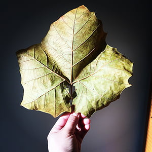 листа, кленов лист, попадат есента, природата, клен, Грийн, околна среда