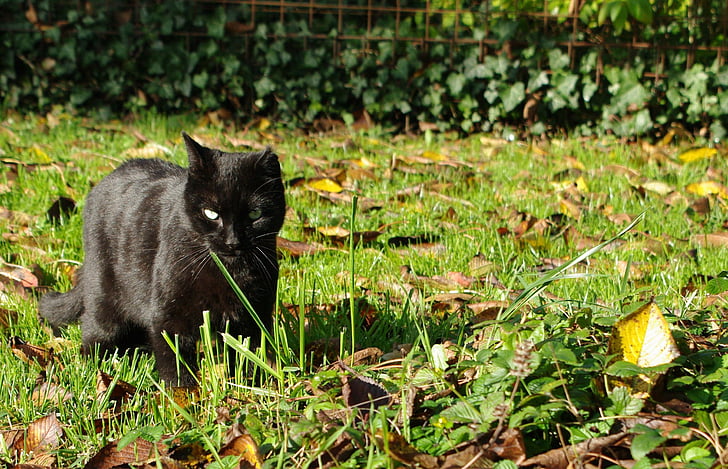 macska, fekete, macska, kert