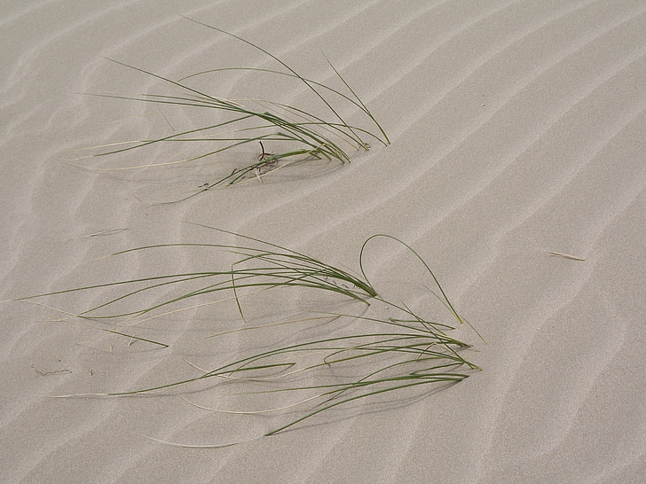 patterns, sand, grass, nature, outside, environment, plants