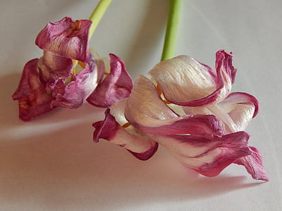 tulipas, driedflowers, desvanecendo-se, natureza, pétala, planta, flor
