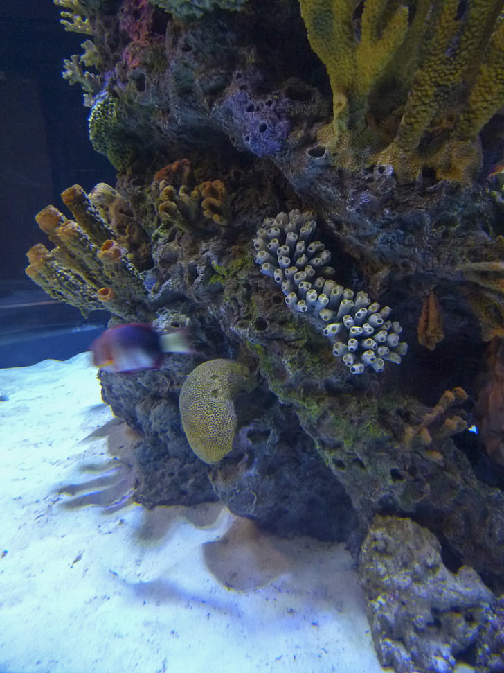 koraly, pod vodou, oceáne života, skaly, morský život, farebné, detail