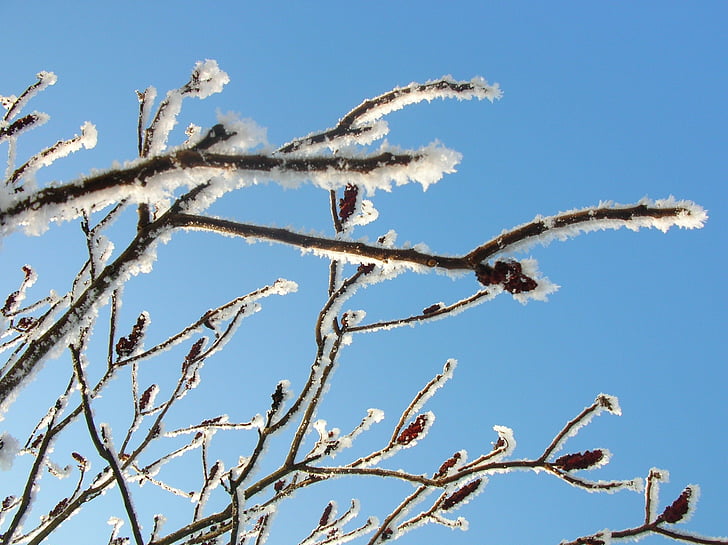 nature, winter, sky, blue, hoarfrost, tree, branch