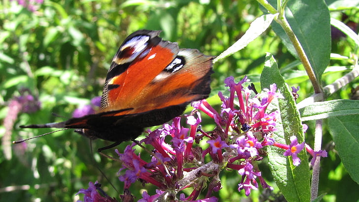 Peacock butterfly, Pāvs, tauriņš, ceriņi, zieds, Bloom, piesaistot