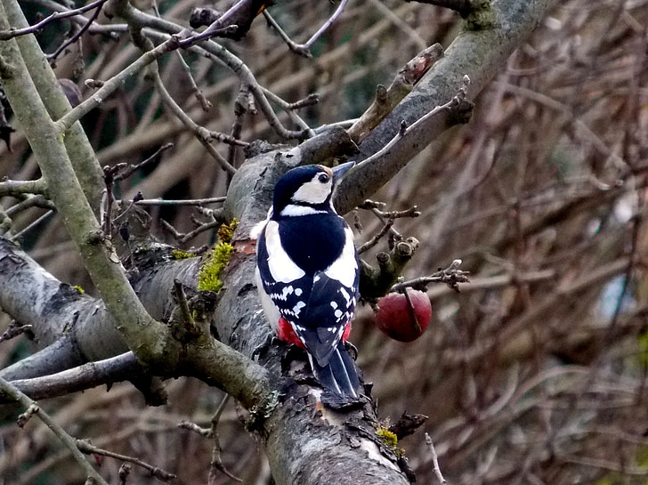great spotted woodpecker, woodpecker, bird, nature, forest animal, garden, colorful