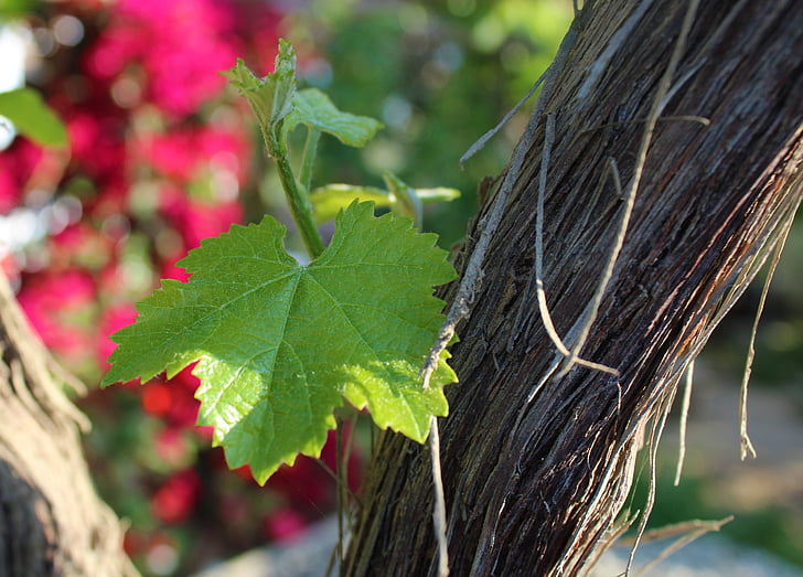 blad, drue, Vine, anlegget, vingården, natur, vinproduksjon