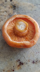 lactarius, delicious, mushrooms
