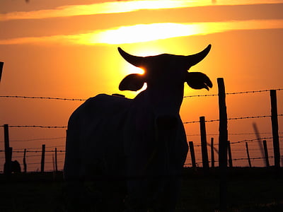 крупный рогатый скот, Boi, ферма, Телятина, Корова, пастбище, сельских районах