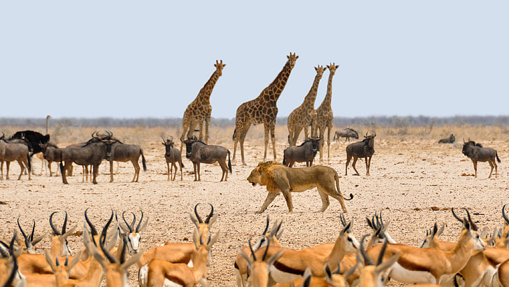 Afrika, Namibië, natuur, droog, nationaal park, water-hole, dieren