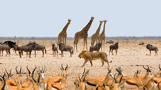 Afrika, Namibia, natur, tørr, nasjonalpark, vannhull, dyr