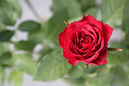 flores, rosas rojas, Rosas, jardín, rojo, flor color de rosa-, naturaleza