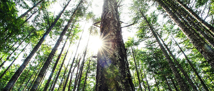 forest, trees, sun flare, nature, green, environment, summer
