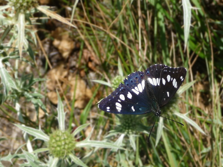 bướm, màu xanh, màu đen, côn trùng, Thiên nhiên, bướm - côn trùng, động vật