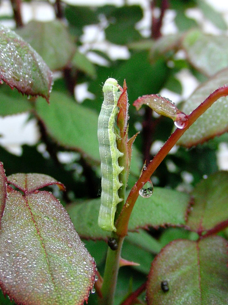 Caterpillar, Filiala, caterpillar verde, de bush, Grupul Verzilor, vara, frunze