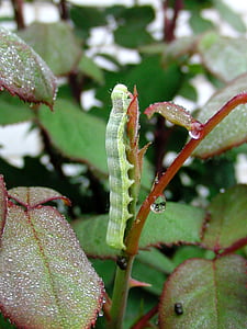 Caterpillar, gren, grön larv, rosenbuske, gröna, sommar, lämnar